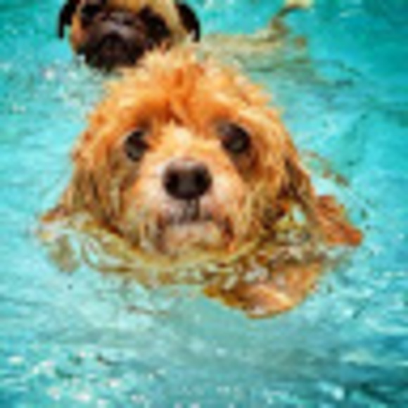 Meet your Posher, Liza - Picture 1 of 1